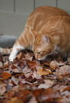 Free Picture of Cat Smelling Fall Leaves On the Ground
