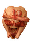 Free Picture of Uncooked Turkey Giblets (heart, liver, and gizzard) and Neck on a Thanksgiving Turkey