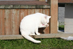 Free Picture of White Cat Cleaning Itself