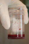 Free Picture of Blood in a Container