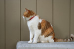 Free Picture of Calico Cat on a Garden Bench