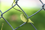 Free Picture of Blue Sky Vine Plant Growing on a Fence