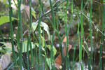 Free Picture of Horsetail Reeds