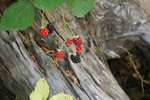 Free Picture of Wild Blackberries Over a Wooden Stump