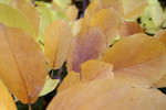 Free Picture of Autumn Leaves