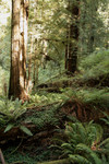 Free Picture of Redwood Forest