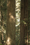 Free Picture of Redwood Trees in a Forest