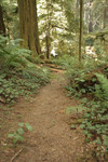Free Picture of Path Through a Redwood Forest
