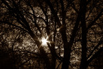 Free Picture of Sunburst Through a Tree