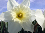 Free Picture of White Daffodil
