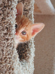Free Picture of Orange Kitten Peeking From a Cat Tree