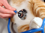 Free Picture of Stethoscope on a Cat