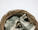 Free Picture of Money in a Nest