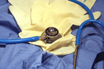 Free Picture of Gloves, Stethoscope and Scrubs