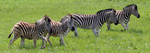 Free Picture of Zebras in a Field