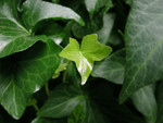Free Picture of Green Ivy With New Growth