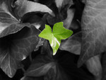 Free Picture of New Growth From an Ivy Plant
