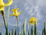 Free Picture of Yellow Daffodils Against a Blue Sky