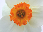 Free Picture of White Daffodil With an Orange Cup