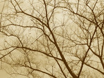 Free Picture of Bare Tree Branches in Sepia Tone