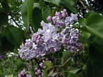 Free Picture of Purple Lilac Flowers on a Bush