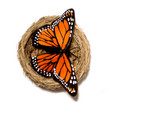 Free Picture of Butterfly in a Nest