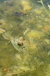 Free Picture of Frog in a Pond