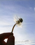 Free Picture of Hand Holding a Wishy Blow Against a Blue Sky