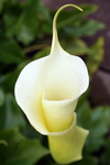 Free Picture of Blooming Calla Lily