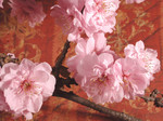 Free Picture of Pink Cherry Blossoms