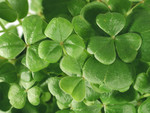 Free Picture of Shamrock Plant