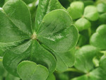 Free Picture of Clovers on a Shamrock Plant