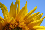 Free Picture of Sunflower