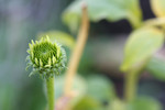 Free Picture of White Swan Coneflower Bud