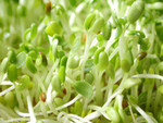 Free Picture of Alfalfa Sprouts