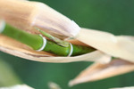 Free Picture of New Growth on a Black Bamboo Plant