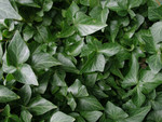 Free Picture of Background of Green Ivy