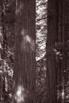 Free Picture of Redwood Trees in a Forest