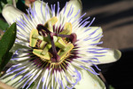 Free Picture of Passion Flower