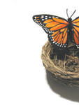 Free Picture of Butterfly on a Nest