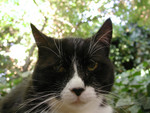 Free Picture of Tuxedo Cat