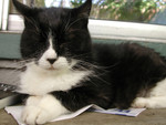 Free Picture of Tuxedo Cat on Newspaper