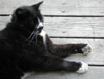 Free Picture of Tuxedo Cat Lying on a Porch