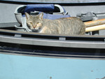 Free Picture of Cat in a Boat