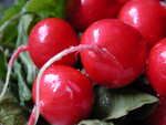 Free Picture of Radishes