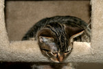 Free Picture of Tabby Cat in a Cat Tree