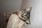 Free Picture of Tabby Cat on a Cat Perch