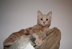 Free Picture of Orange Kitten on a Cat Tree
