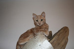 Free Picture of Orange Kitten on a Cat Perch