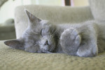 Free Picture of Gray Kitten Sleeping